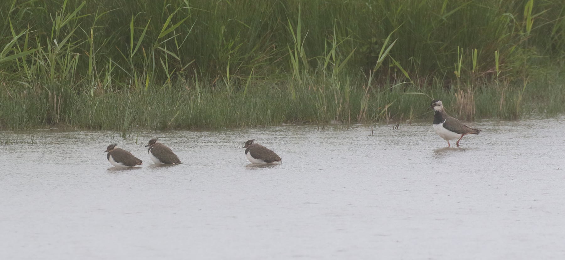 Lapwing Family on Holkham National Nature Reserve. Copyright Andrew Bloomfield