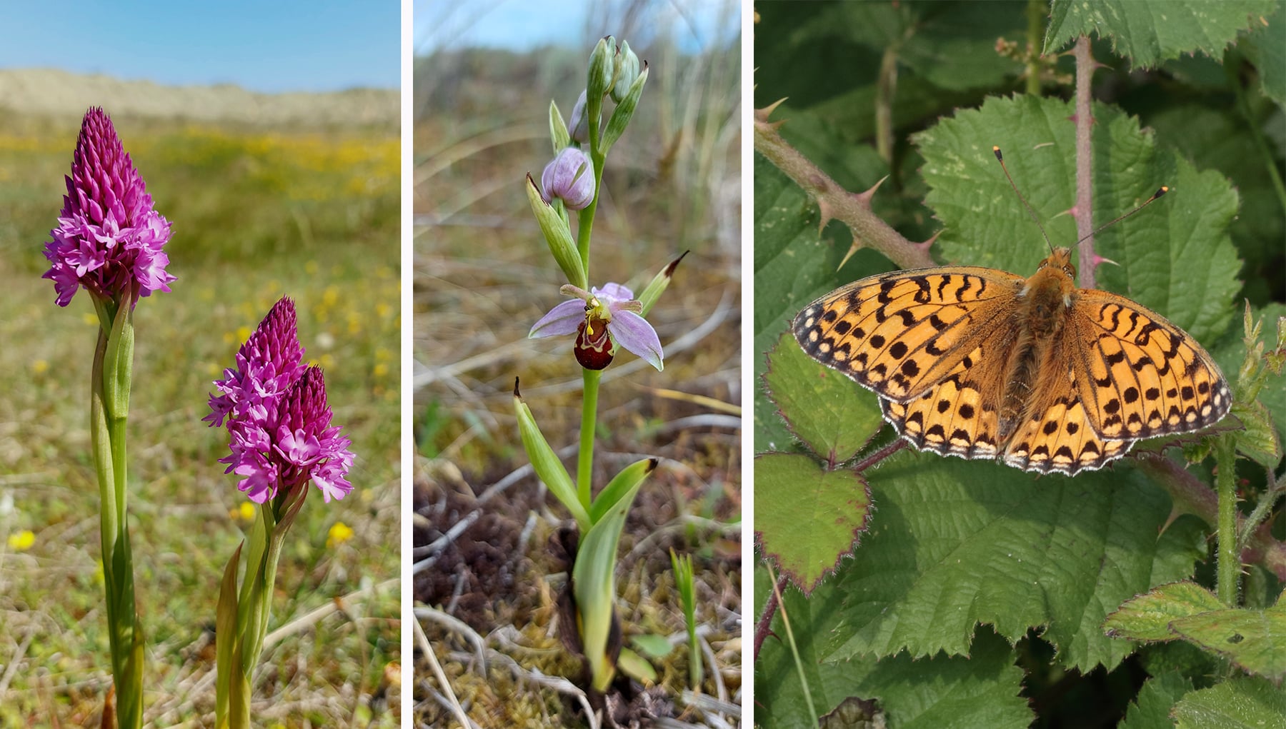 Pyramidal Orchid, Bee Orchid and Dark Green Fritillery Butterfly. Copyright Andrew Bloomfield