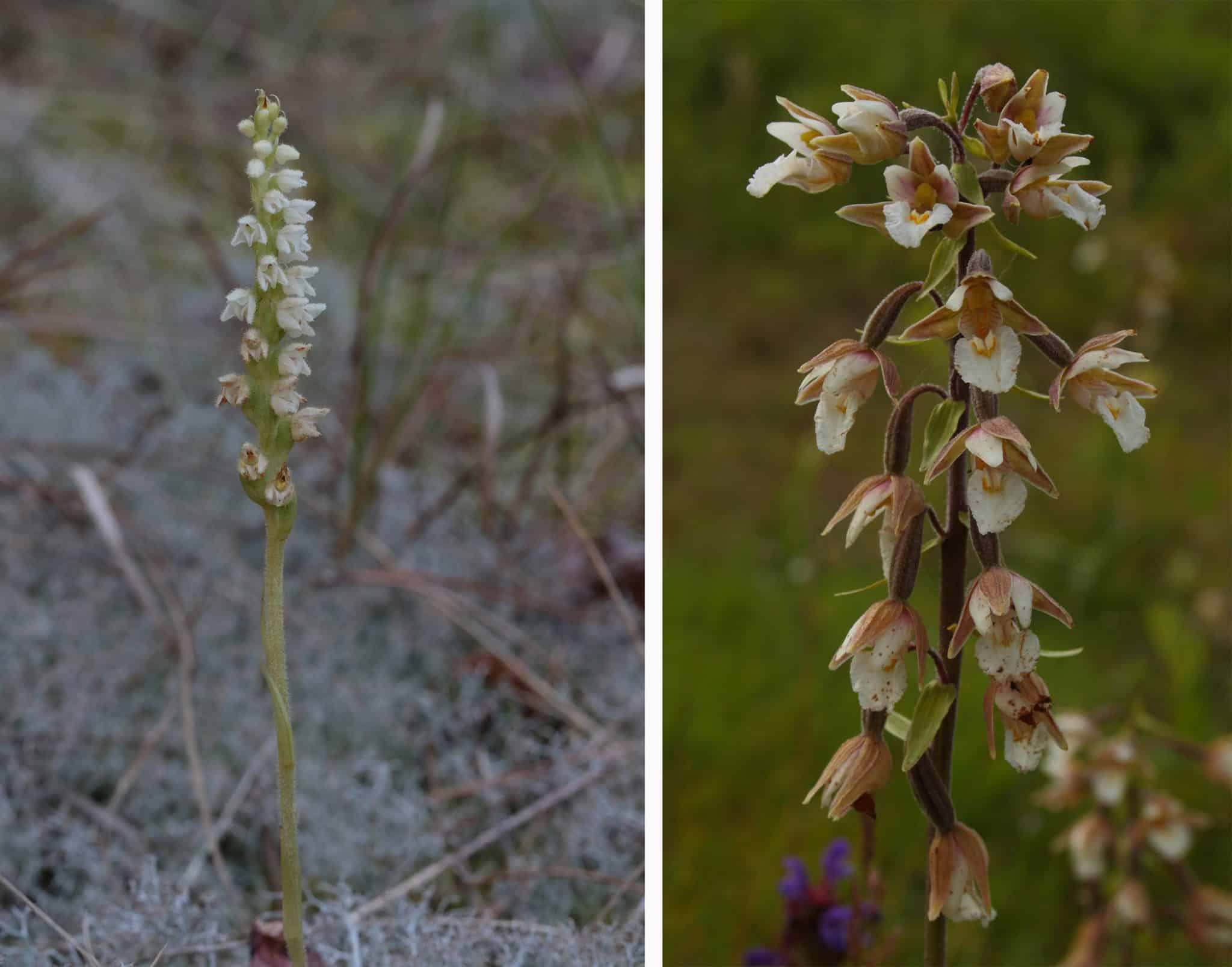 Creeping ladies tresses and marsh helleborine on the Holkham National Nature Reserve
