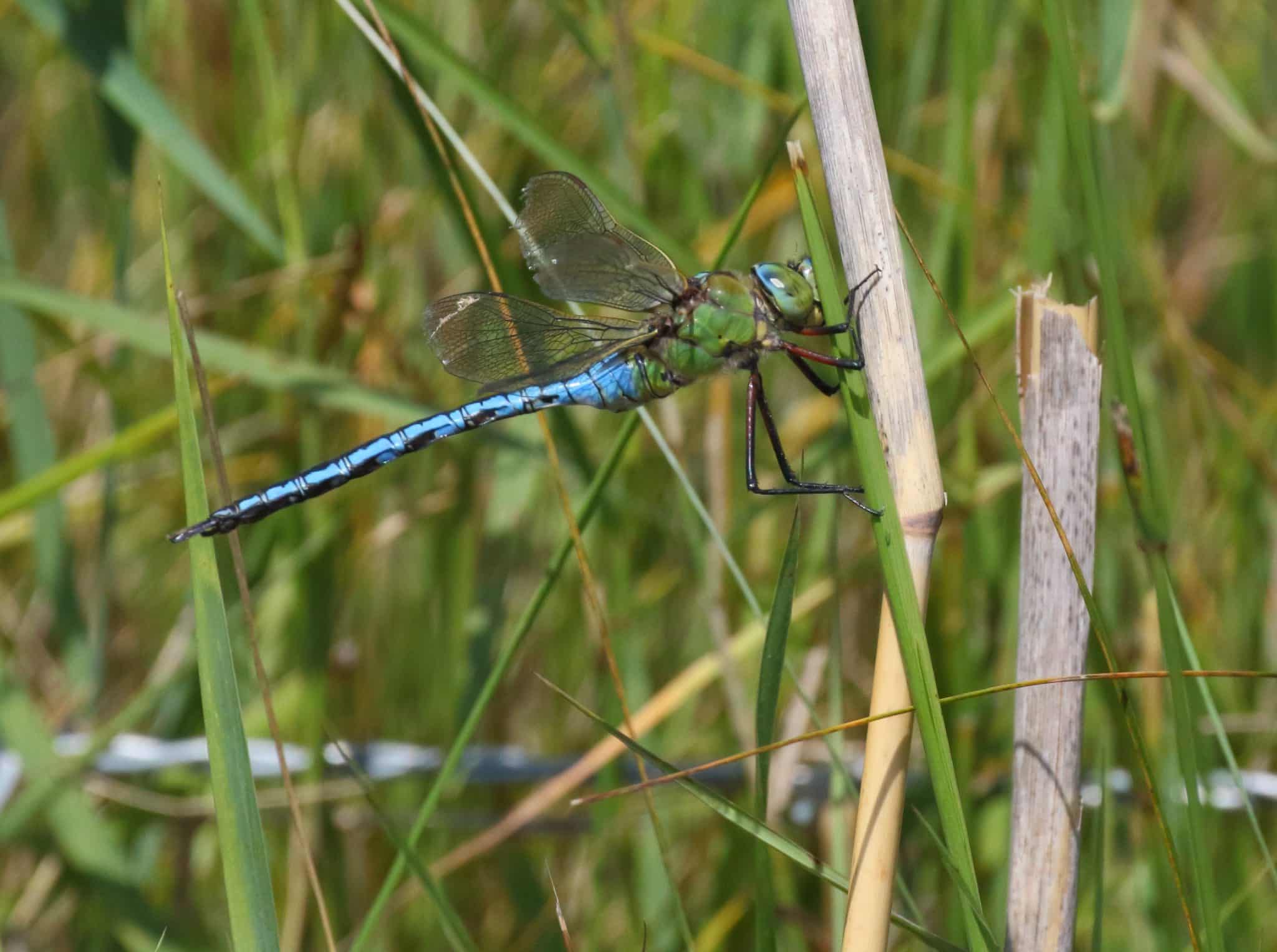 Emperor dragonfly at Holkham National Nature Reserve