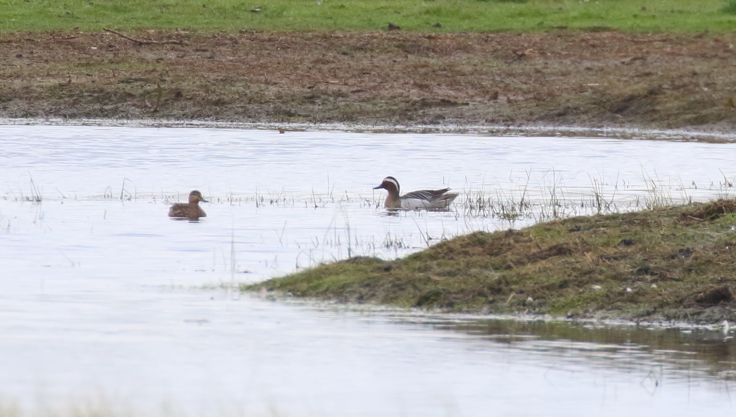 Garganey on the Holkham National Nature Reserve