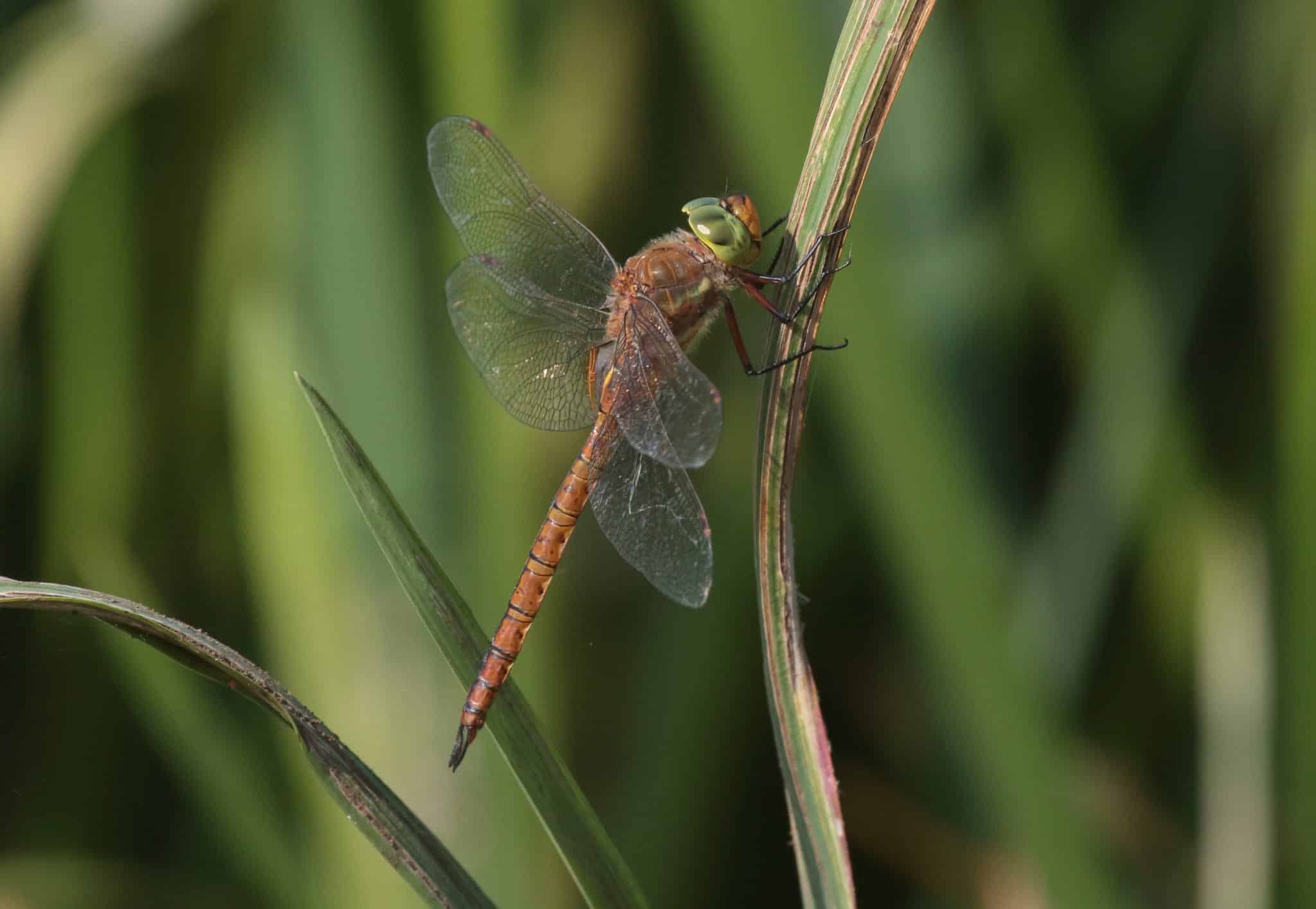 Norfolk hawker dragonfly on the Holkham National Nature Reserve