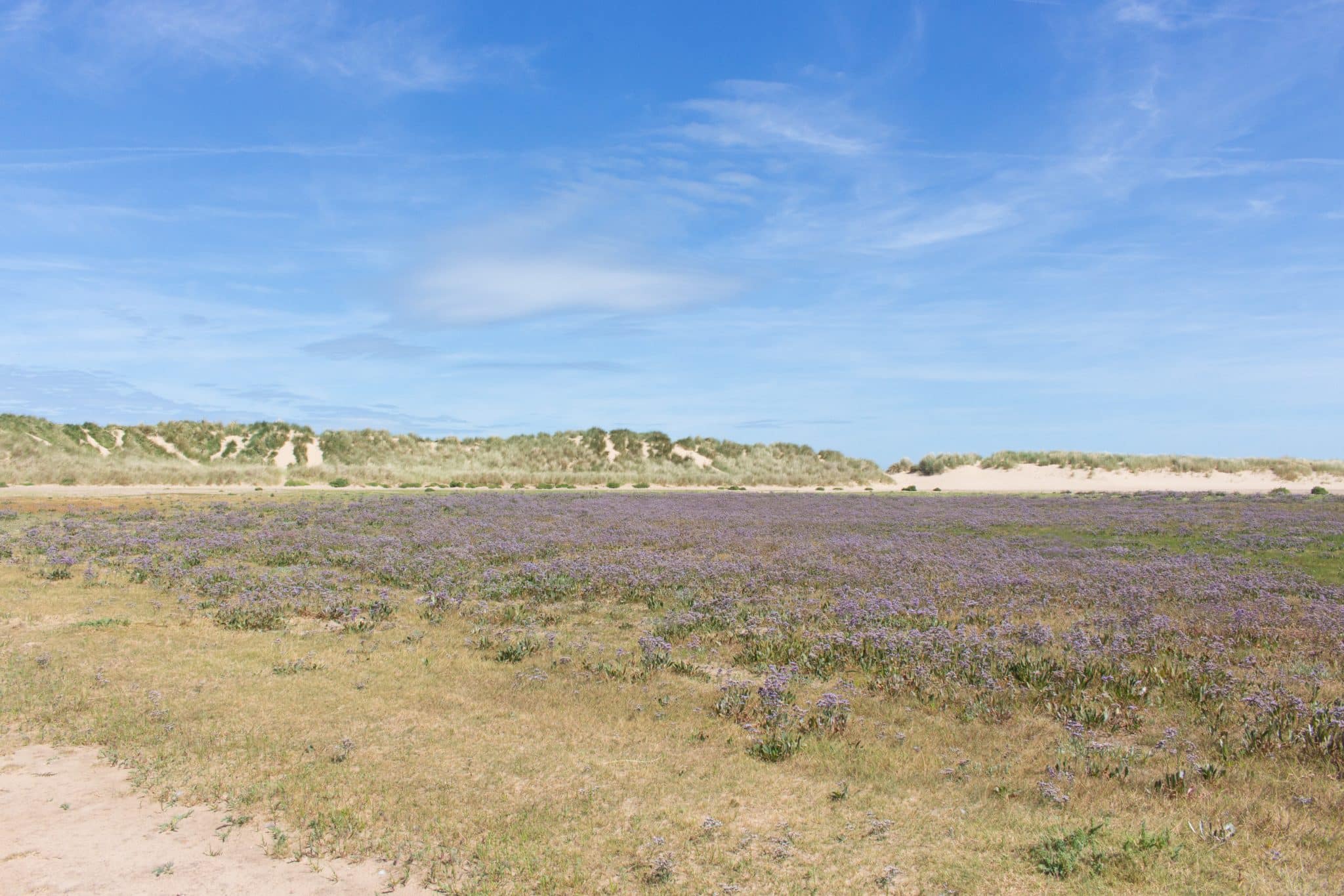 Sea lavender at Holkham beach