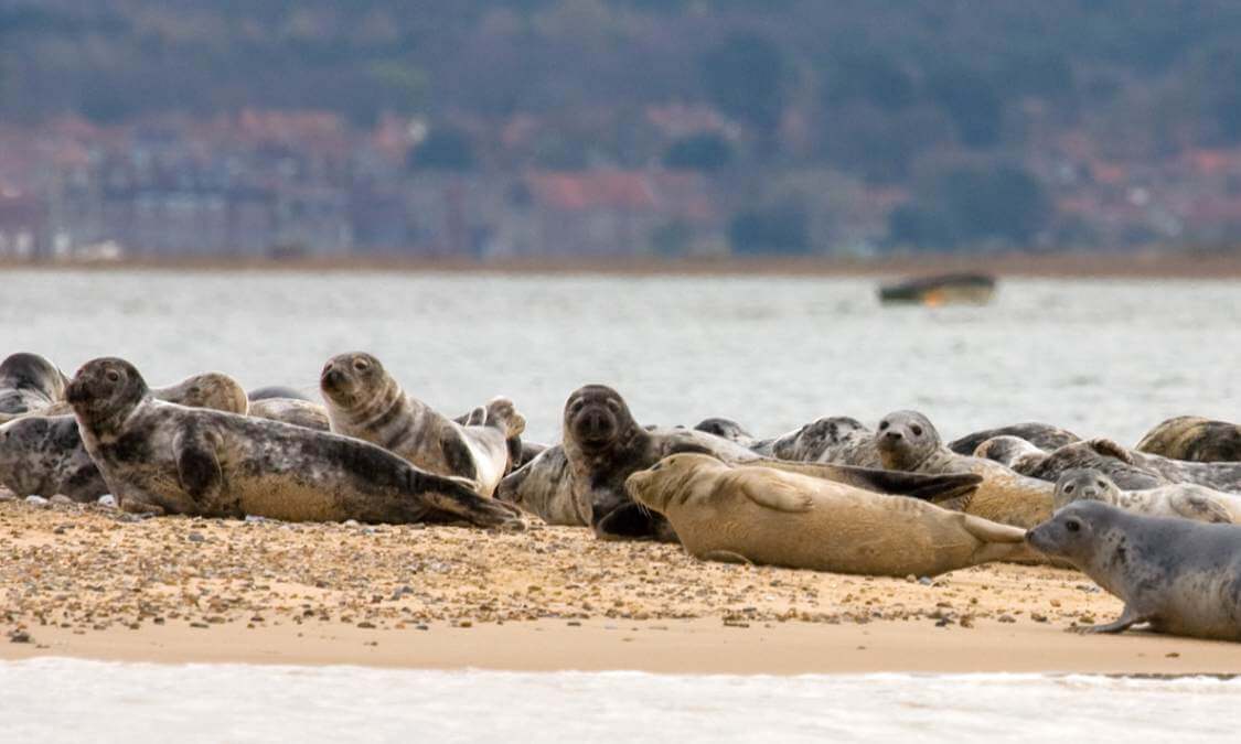 Seal colony on the sand at Blakeney Point, North Norfolk.
