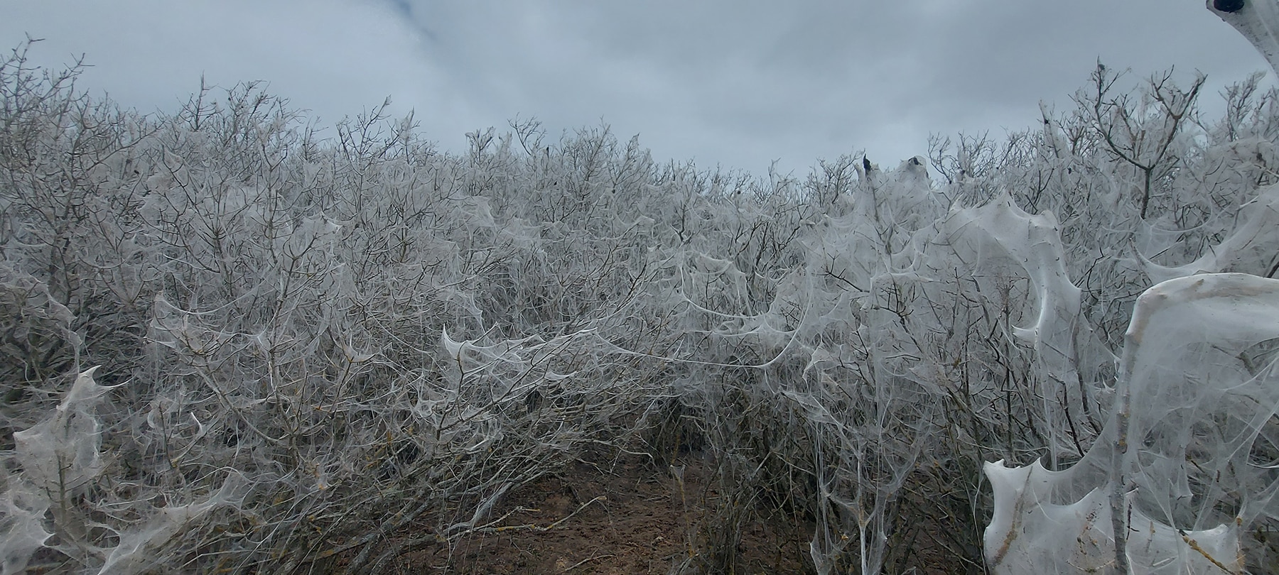ermine spindle silk on the Holkham National Nature Reserve