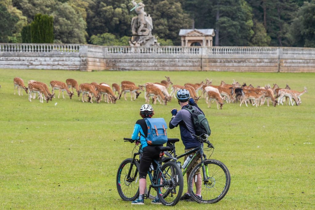 Two adults pause on their bikes to watch a herd of fallow deer at Holkham