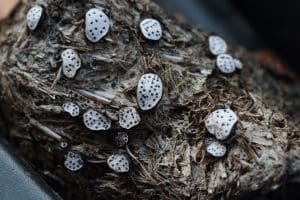 Small nail fungi on pony dung