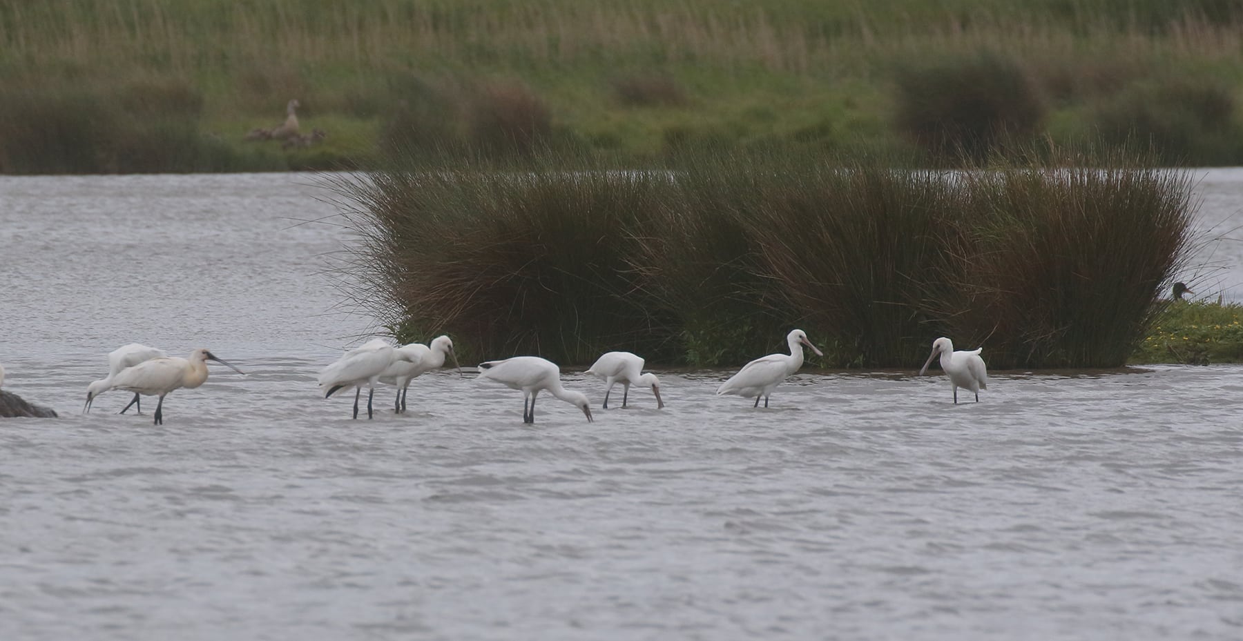 Several spoonbills wade in the water on Holkham National Nature Reserve