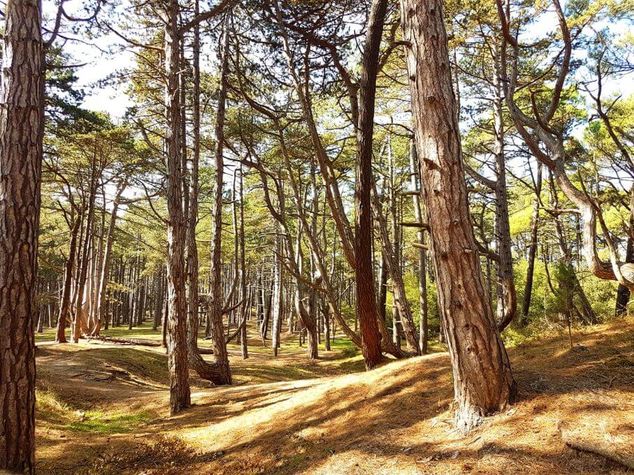 Dappled light shines through pine trees in the Holkham National Nature Reserve pine woods.