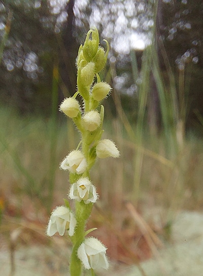 Creeping Ladies Tresses 