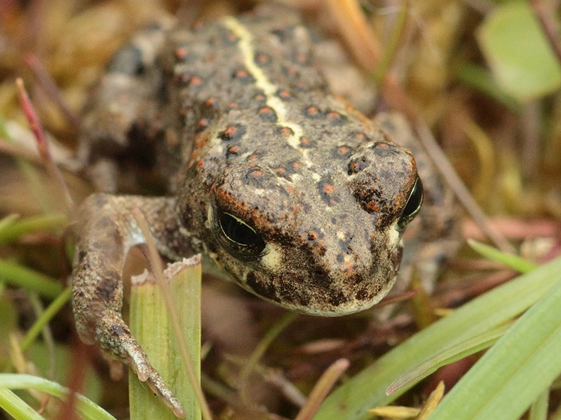Natterjack toadlet on the Holkham National Nature Reserve