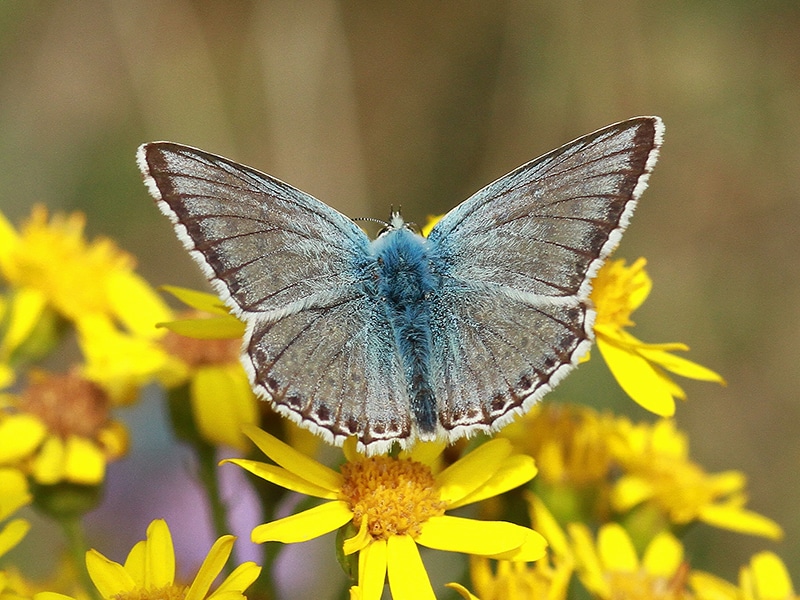 chalk hill blue butterfly at Holkham