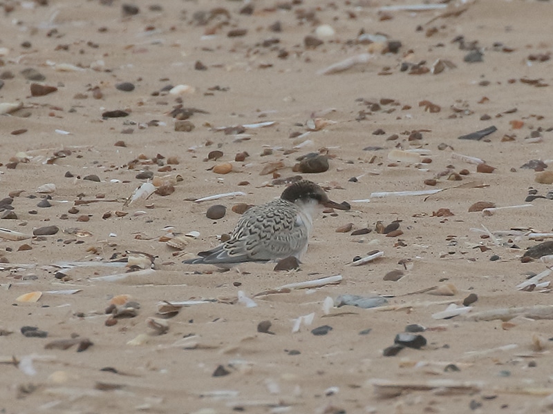 little tern juvenile on the Holkham National Nature Reserve