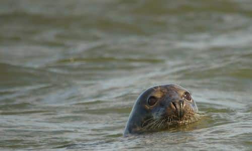 A seal swims in the sea