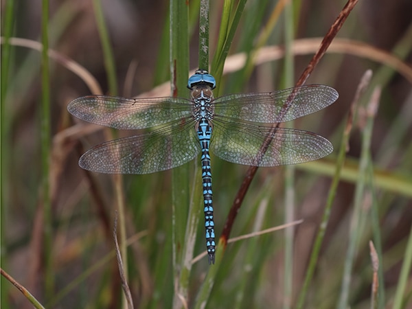 southern migrant hawker on the Holkham National Nature Reserve