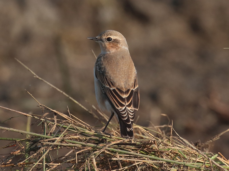 wheatear juvenile on the Holkham National Nature Reserve