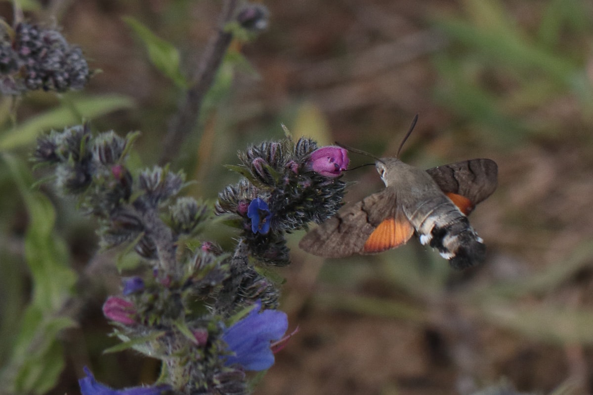 Hummingbird hawkmoth on the Holkham National Nature reserve