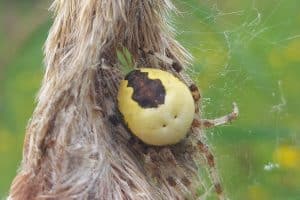 Marbled Orb Web Weaver spider on the Holkham National Nature Reserve