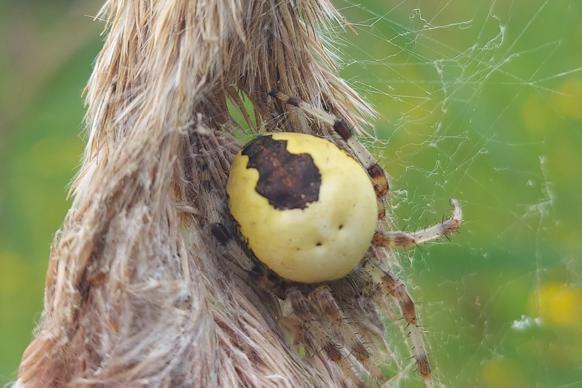 Marbled Orb Web Weaver spider on the Holkham National Nature Reserve