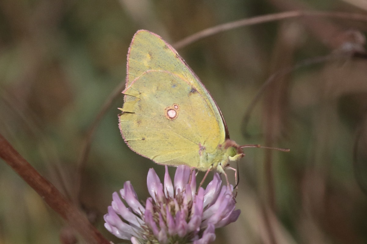 clouded yellow butterfly on the Holkham National Nature Reserve