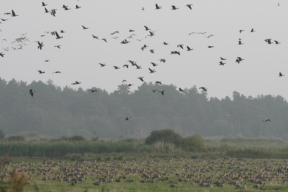 A wintery countryside landscape with lots of geese on the grass and flying in the air.