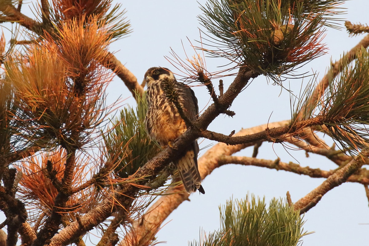 hobby on the Holkham National Nature Reserve