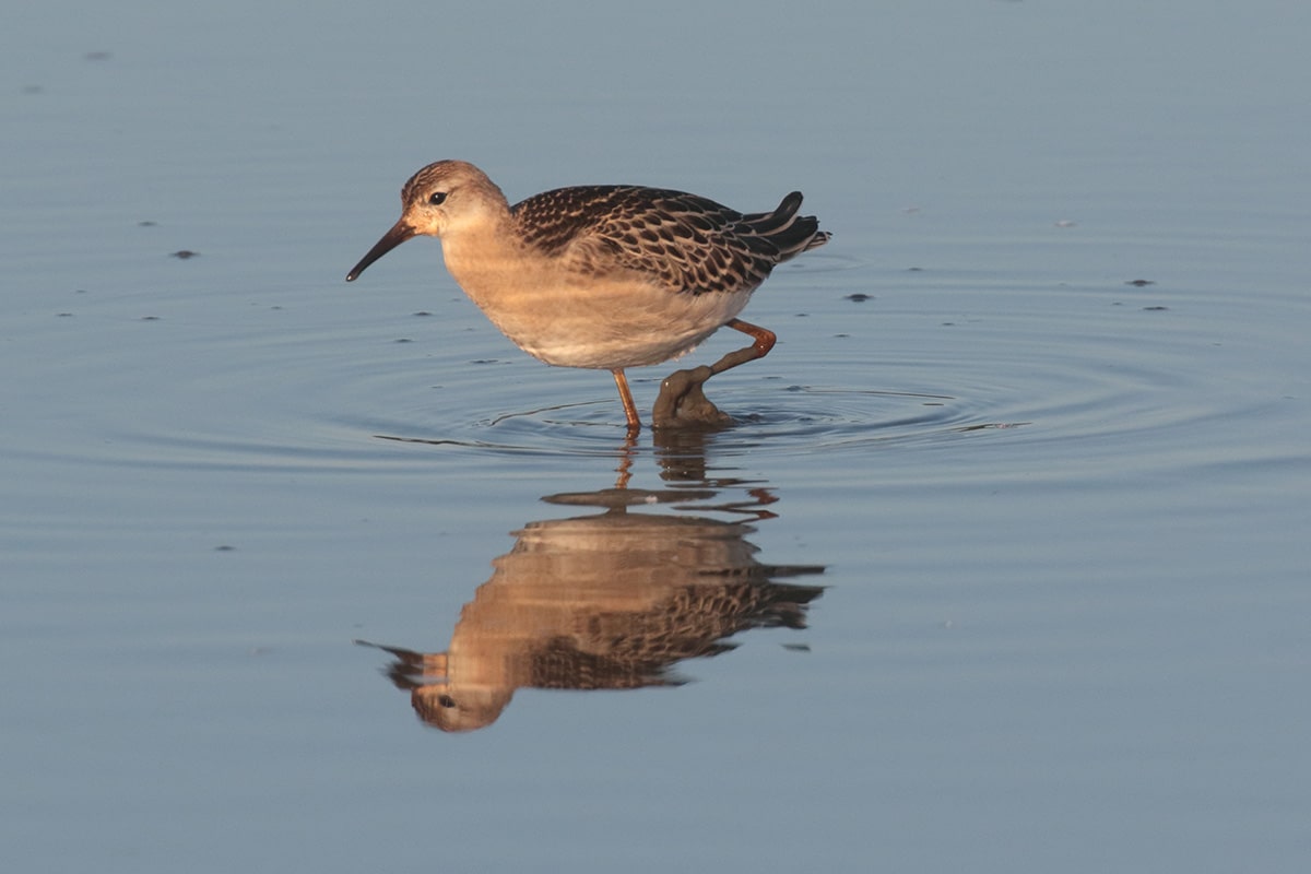 ruff juvenile on the Holkham National Nature Reserve