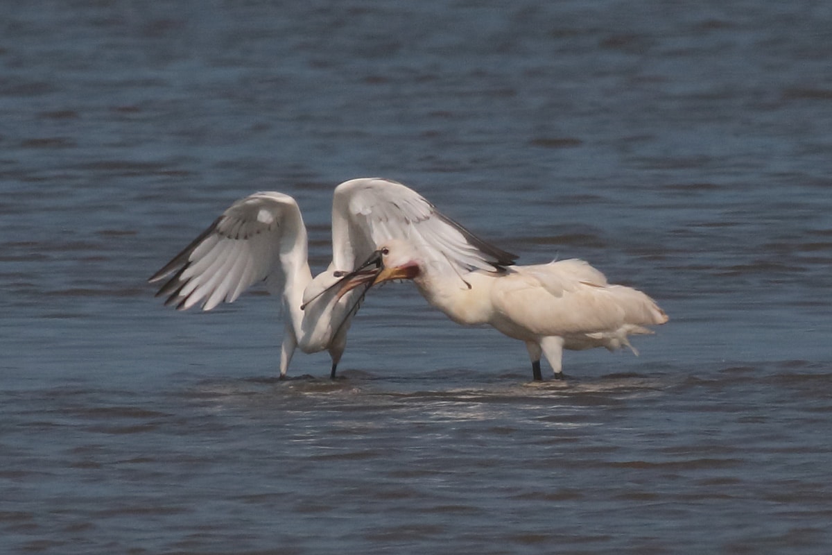 spoonbills on the Holkham National Nature Reserve