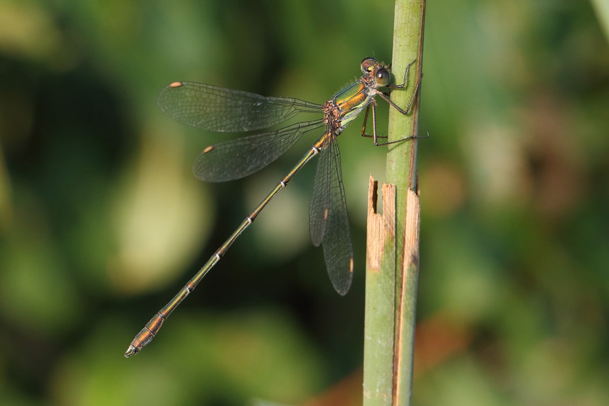 Willow Emerald damselfly on the Holkham National Nature Reserve