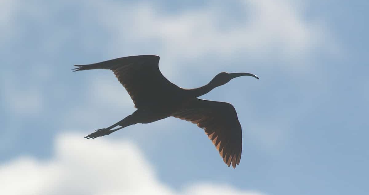 glossy ibis on the Holkham National Nature Reserve