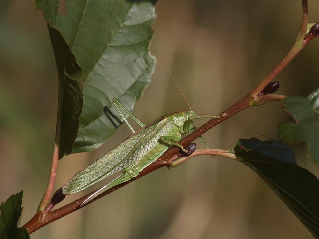 Great Green Bush Cricket on the Holkham National Nature Reserve