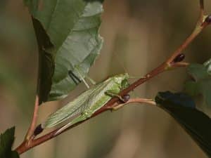Great Green Bush Cricket on the Holkham National Nature Reserve