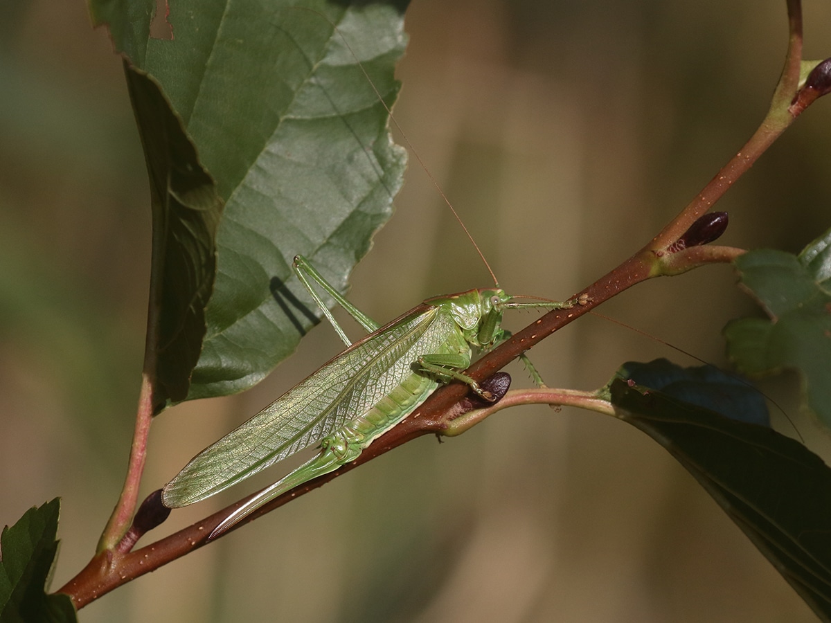 Great Green Bush Cricket on the Holkham National Nature Reserve