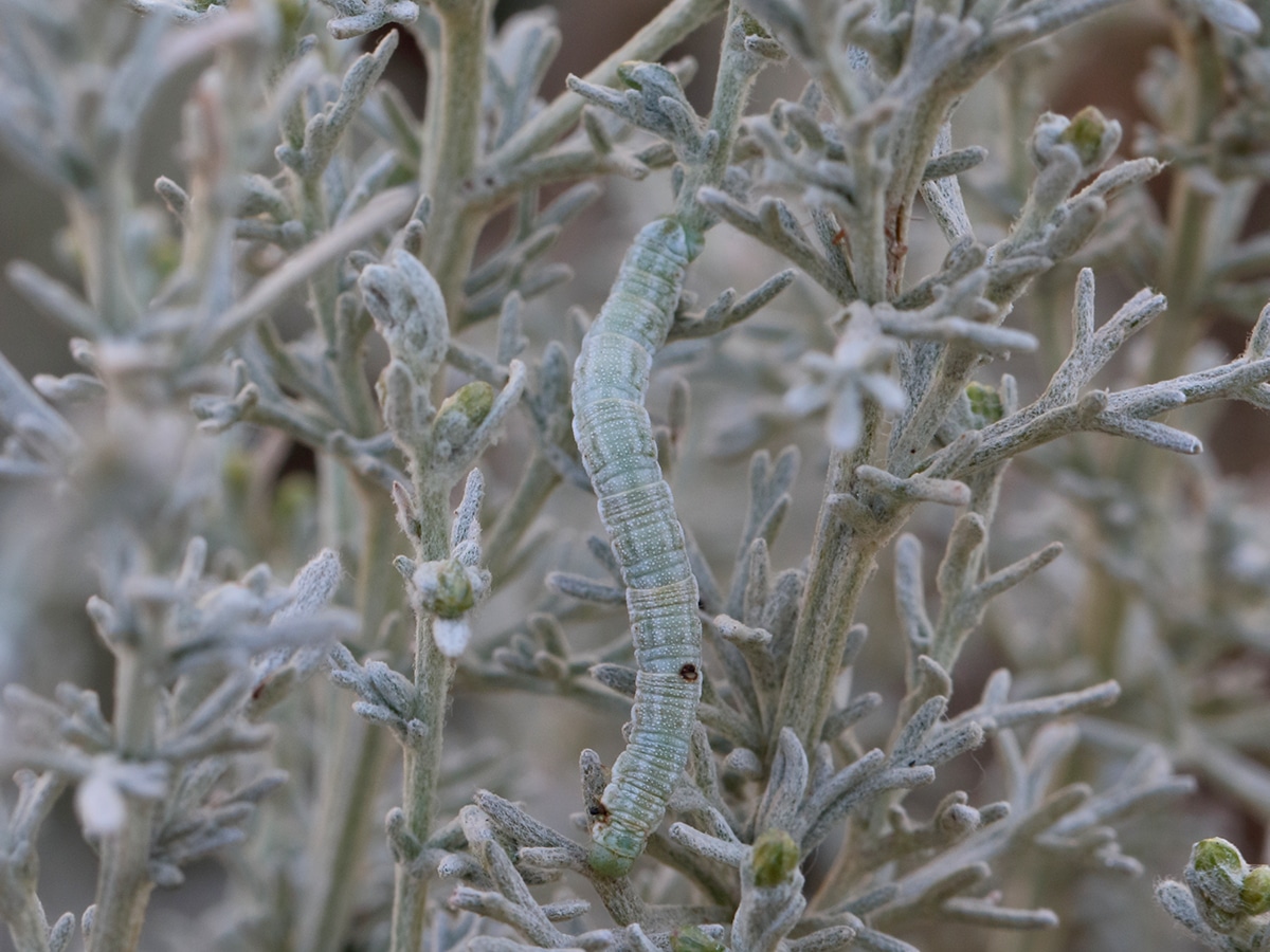 Scarce Pug Moth larvae on the Holkham National Nature Reserve