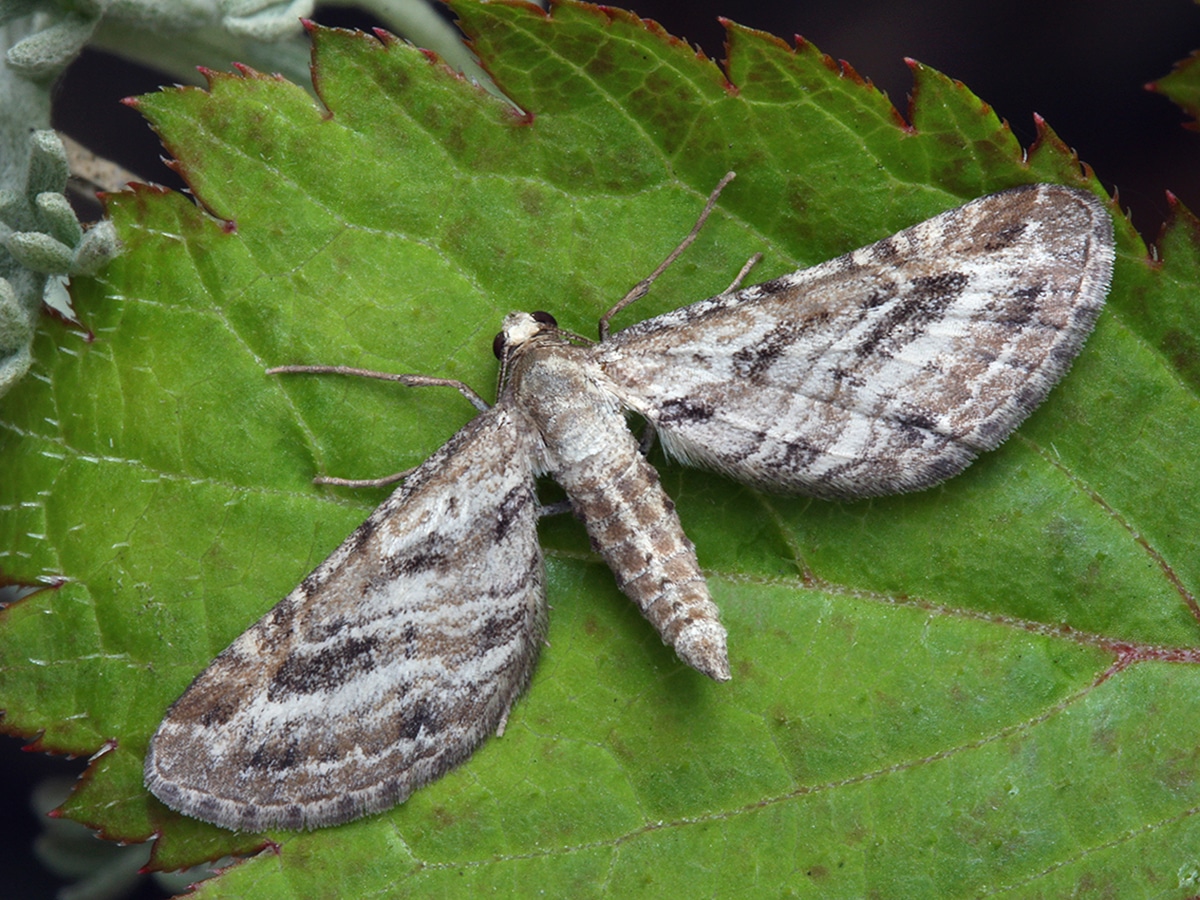 scarce pug moth on the Holkham National Nature Reserve
