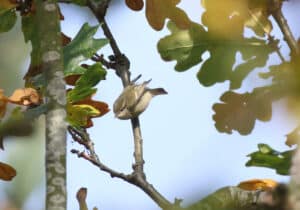 Humes Warbler on the Holkham National Nature Reserve c. Andrew Bloomfield