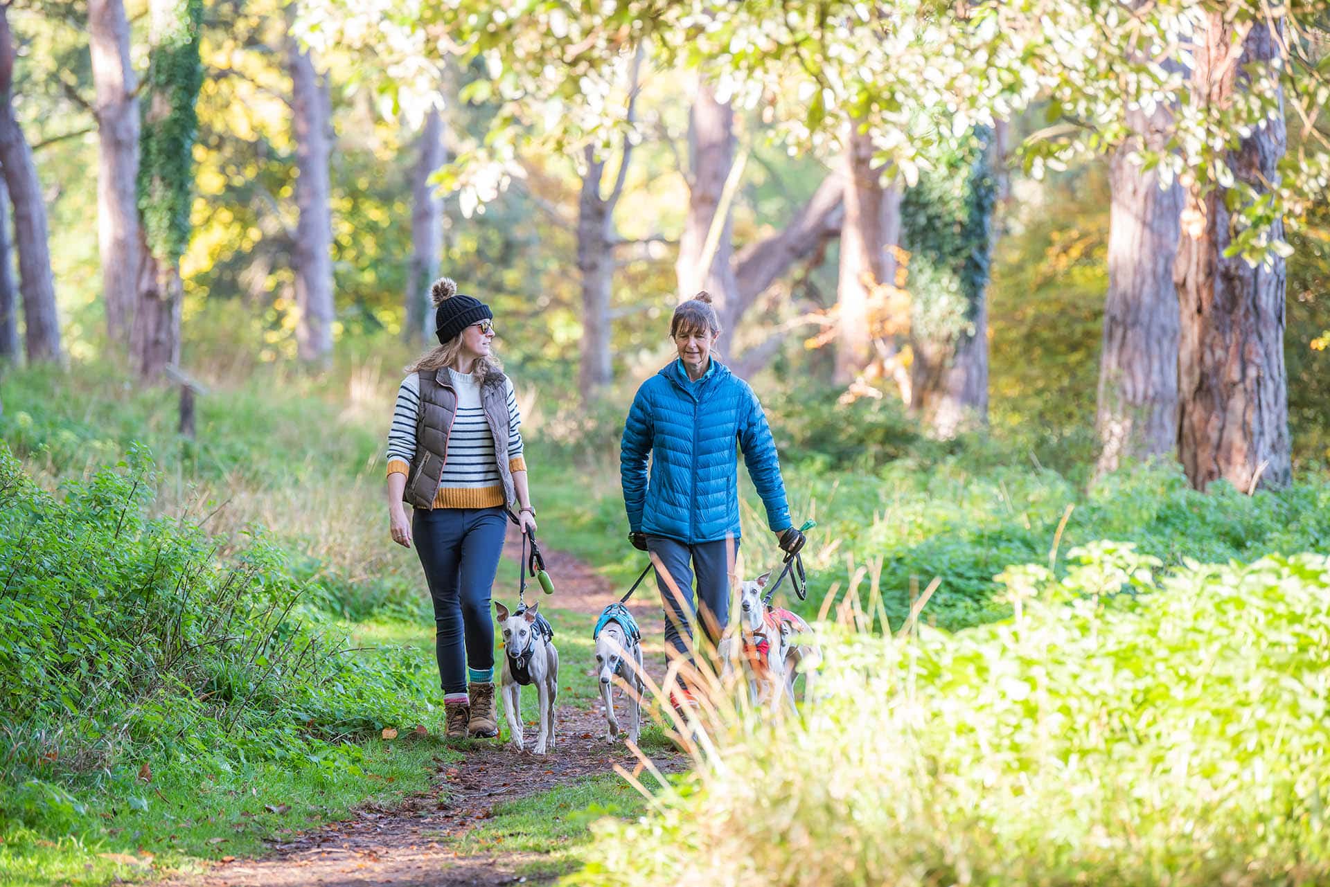 dog-walking-in-holkham-park-north-norfolk