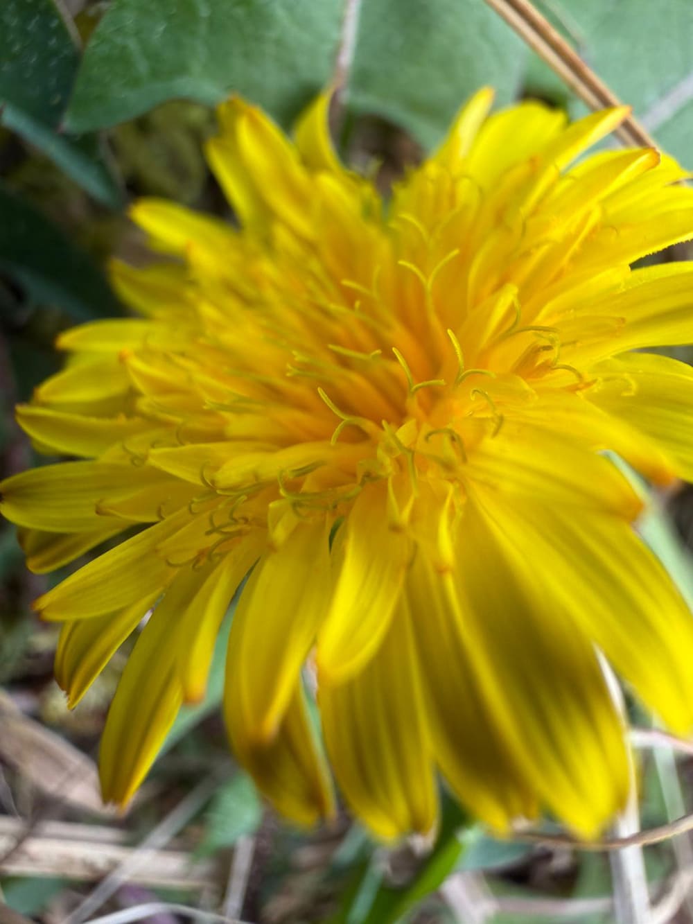 Breckland dandelion at Holkham c. Baz Scampion