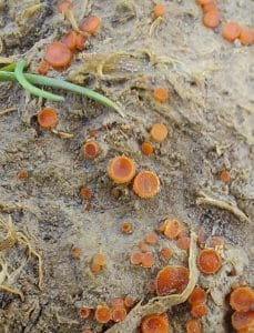 Cowpat gem at Holkham c. Andrew Bloomfield