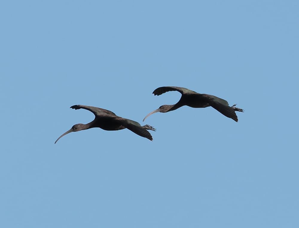 Glossy ibis at Holkham c. Andrew Bloomfield