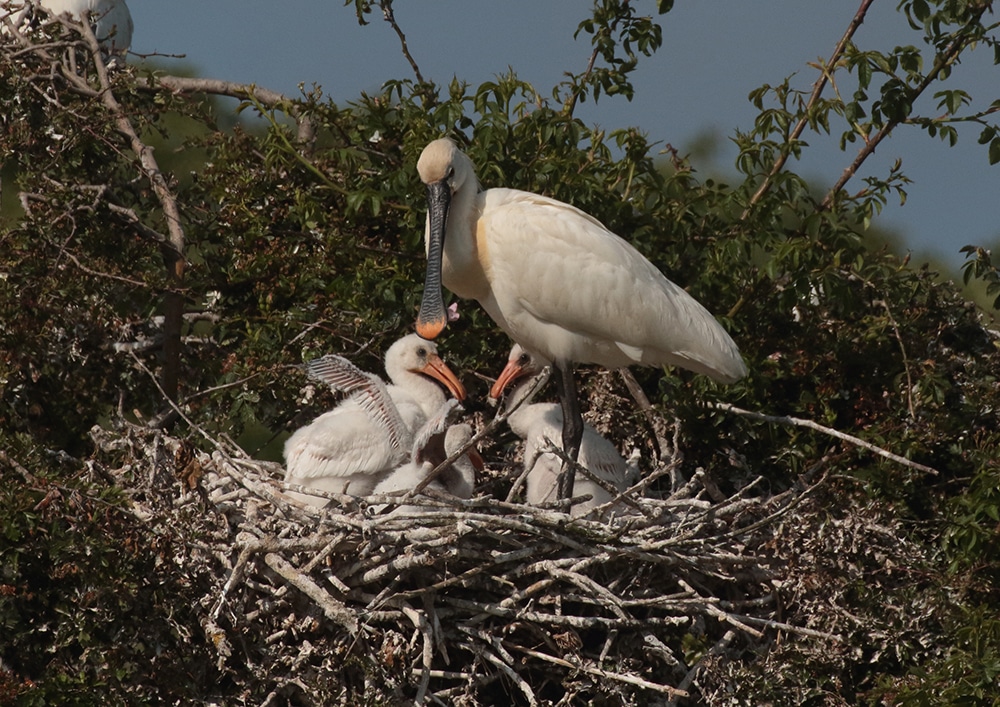 Spoonbill at Holkham c. Andrew Bloomfield