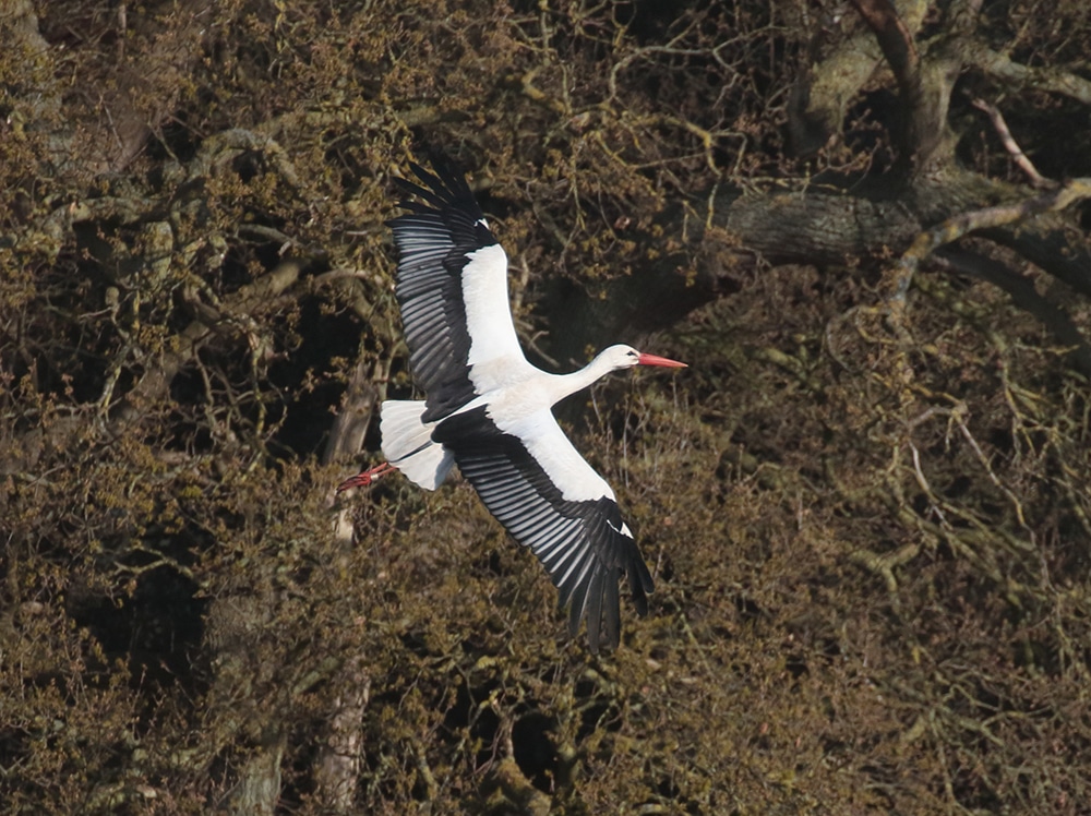 white stork at Holkham c. Andrew Bloomfield