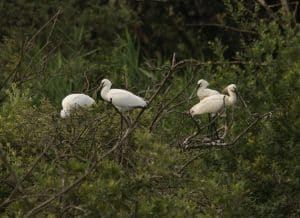Spoonbills on the Holkham National Nature Reserve c. Andrew Bloomfield