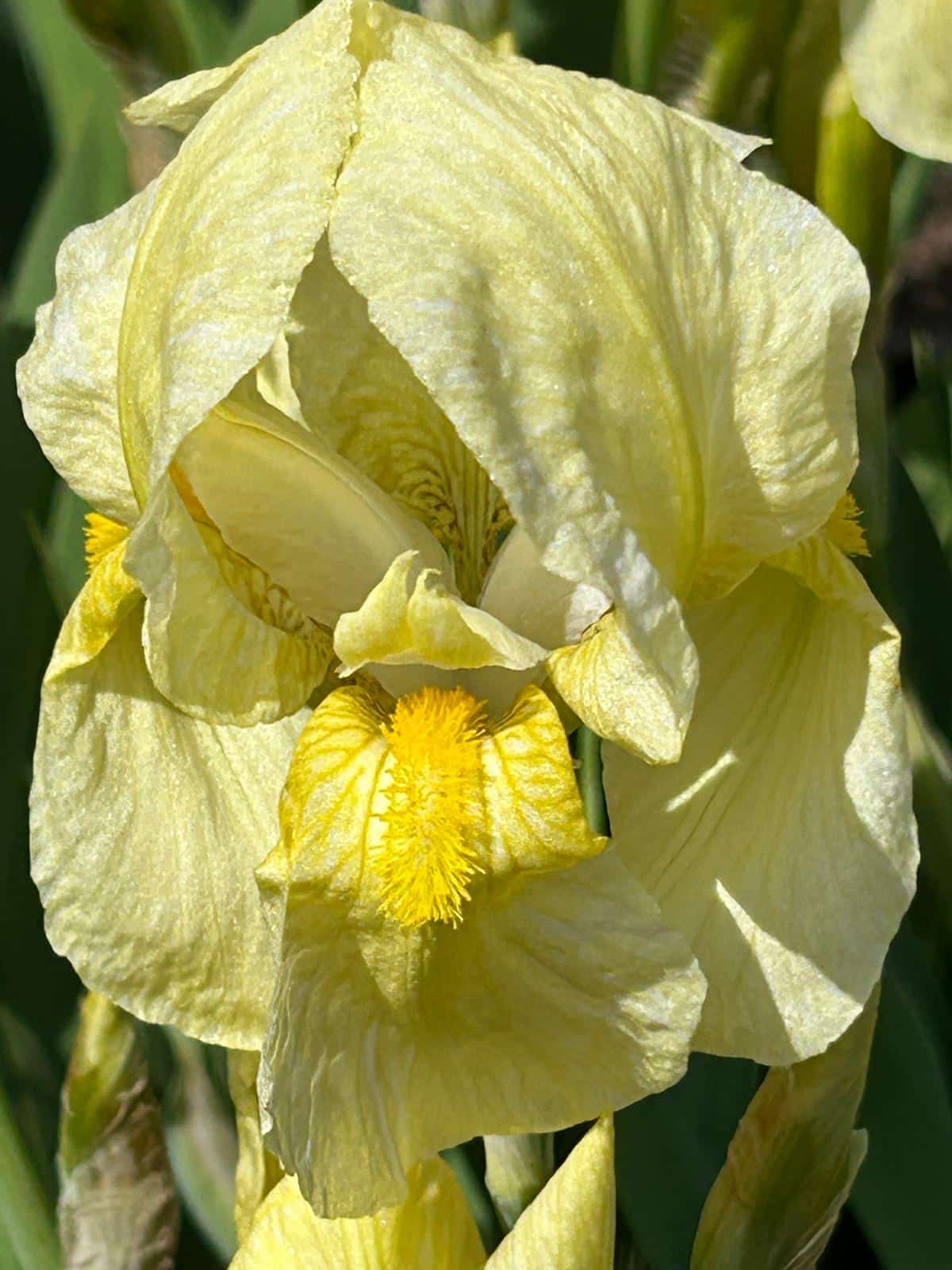 Queen Flavia a tall bearded iris hybridised in 1901