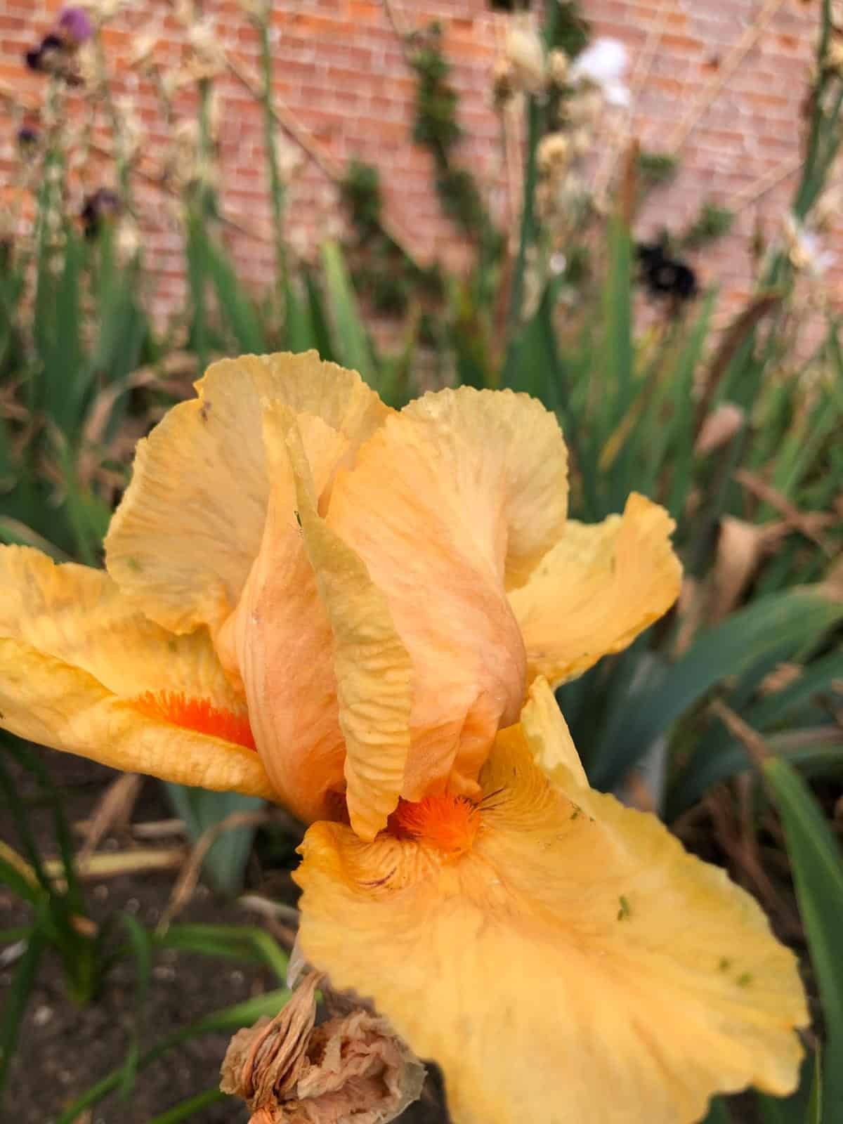 Hope of Love Iris, a pale orange frilly petal with a bright zingy centre.