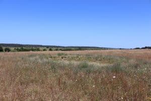 July in Monica's Meadow at Holkham.