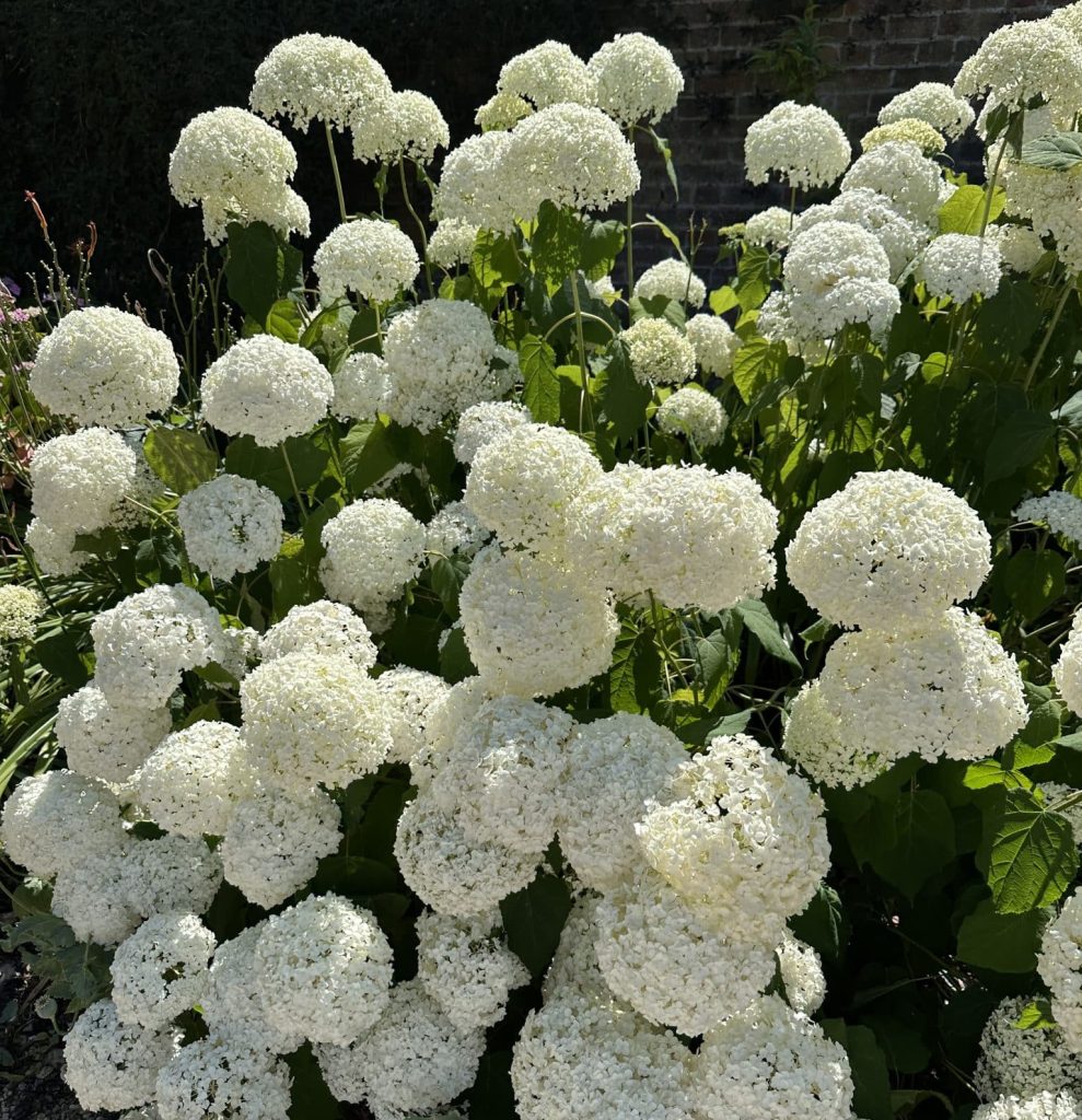 Beautiful white hydrangea in full bloom in the Walled Garden at Holkham.