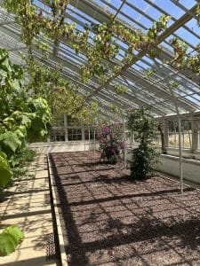 Samuel Wyatt Vinery in the Walled Garden at Holkham.
