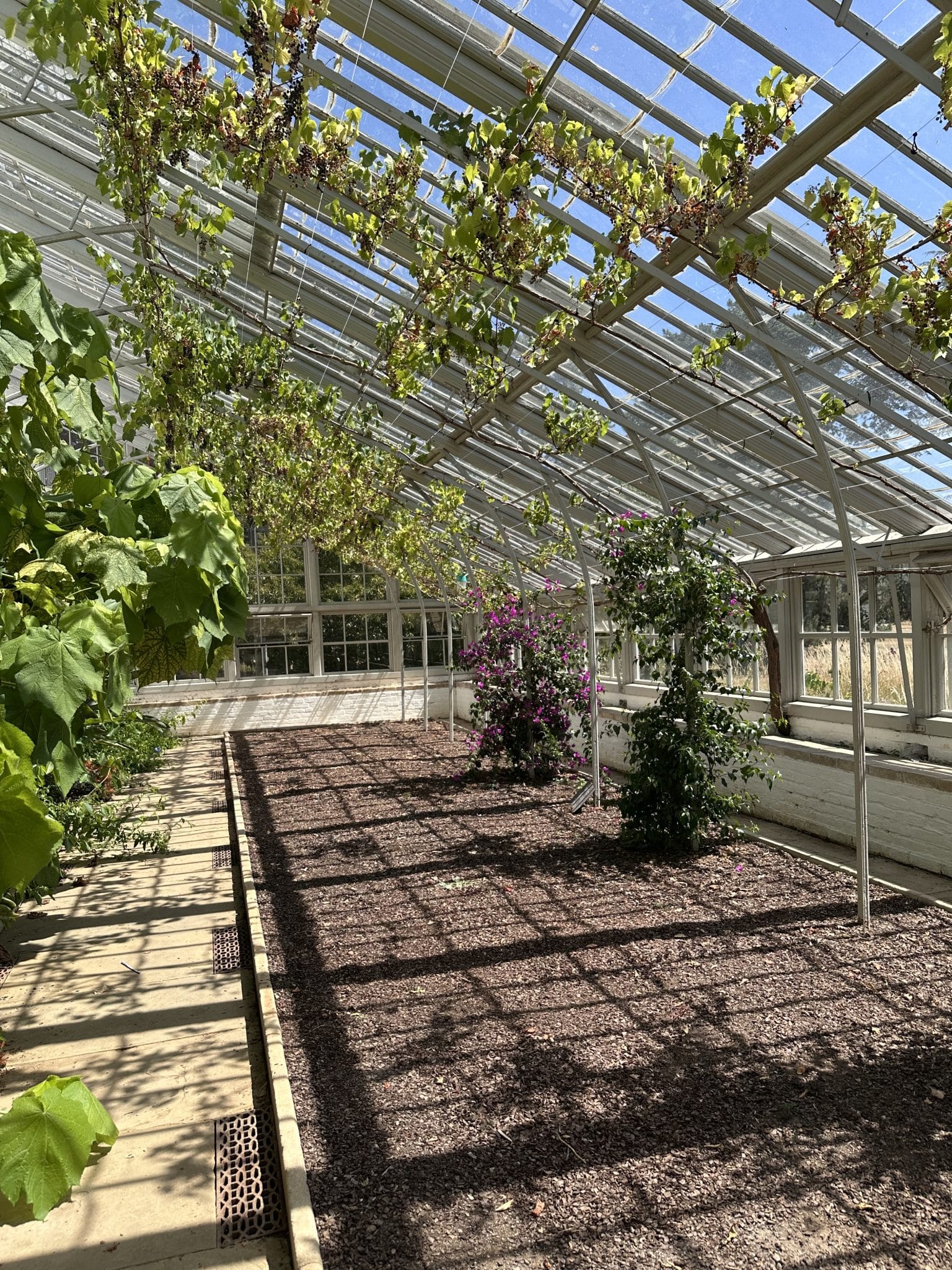 Samuel Wyatt Vinery in the Walled Garden at Holkham.