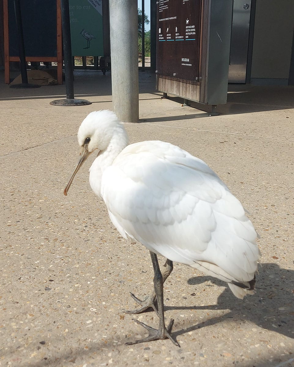 Spoonbill juvenile at The Lookout c. Andy Bloomfield
